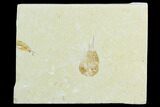 Cretaceous Fossil Shrimp - Lebanon #123888-1